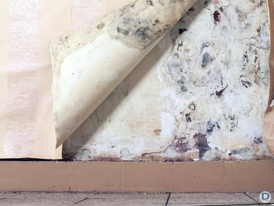 entreprise maitrise humidité ascensionnelle décollage papier peint liège brabant wallon